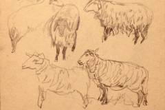 Вівці. 1960-і. Папір, олівець.